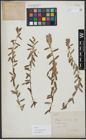 Foto von Salix variegata Franch.